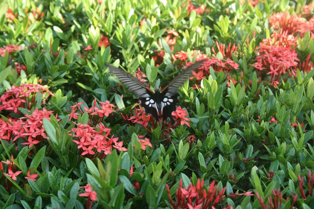 Green Canyon Resort Lamai Beach  Esterno foto